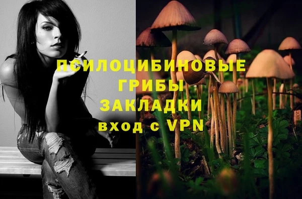 стаф Богданович